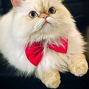 Nina is registered to the contest to win money with this photo: cat, persian_cat, fluffy, white_cat, bow_tie, pet, animal, close_up, cute, feline, indoor, portrait, whiskers, pink_nose, soft_fur, relaxed, sitting, domestic_animal, big_eyes, adorable
