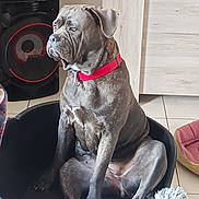 Vera a rejoint le concours — aidez-le/la à gagner de superbes lots ! animal, brown_dog, canine, companion, dog, dog_bed, domestic_animal, ears, furniture, indoor, large_dog, paw, pet, pet_accessory, red_collar, relaxed, sitting, snout, speaker, tile_floor
