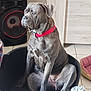 animal, brown_dog, canine, companion, dog, dog_bed, domestic_animal, ears, furniture, indoor, large_dog, paw, pet, pet_accessory, red_collar, relaxed, sitting, snout, speaker, tile_floor