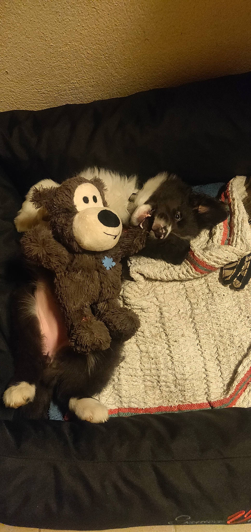 Plume participe au concours pour gagner de l'argent avec cette photo : fur, plush, stuffed_toy, teddy_bear, toy