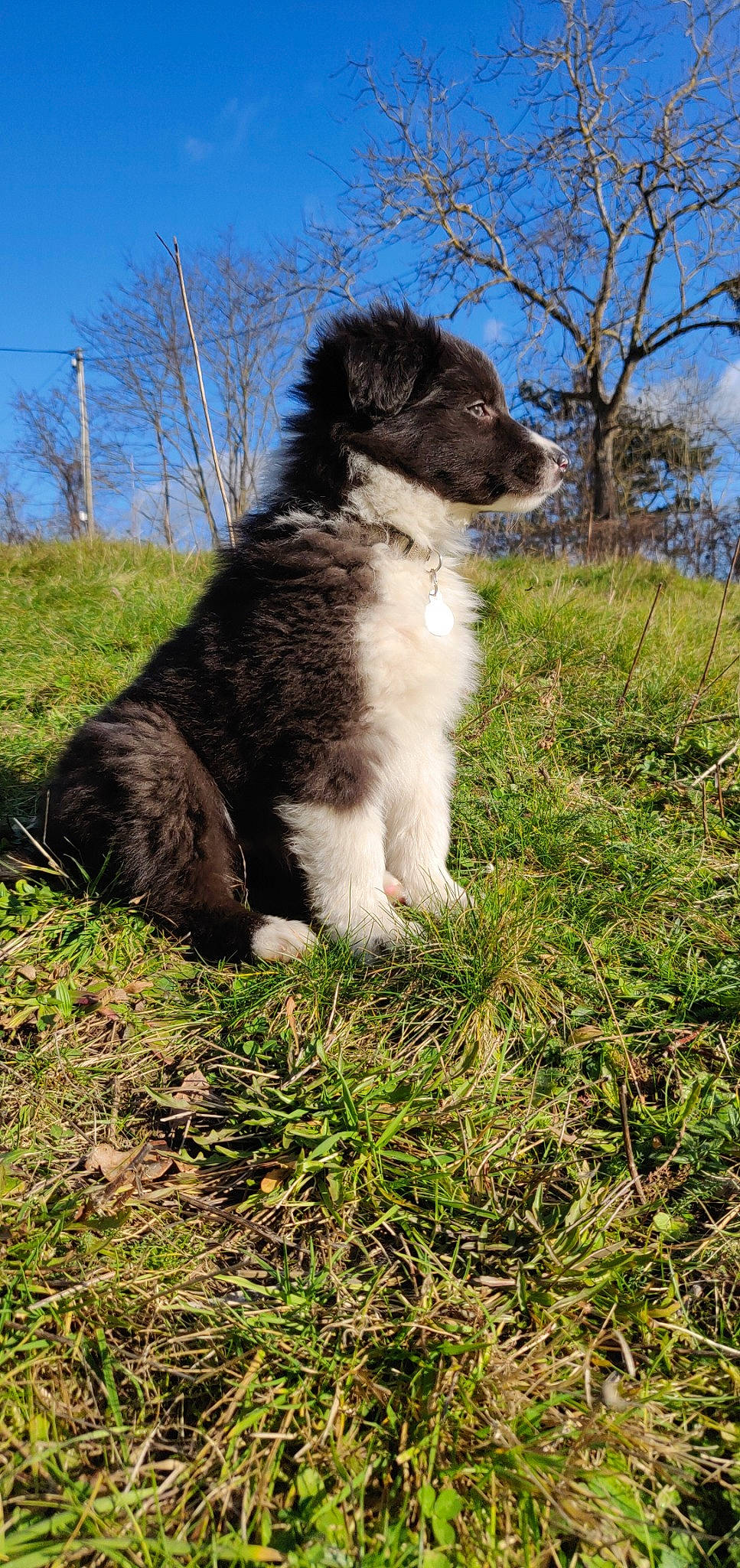 Plume participe au concours pour gagner de l'argent avec cette photo : border_collie, canidae, carnivore, companion_dog, dog, dog_breed, drentse_patrijshond, karakachan_dog, mammal, miniature_australian_shepherd, puppy, rare_breed_dog, sporting_group, stabyhoun, tornjak, vertebrate