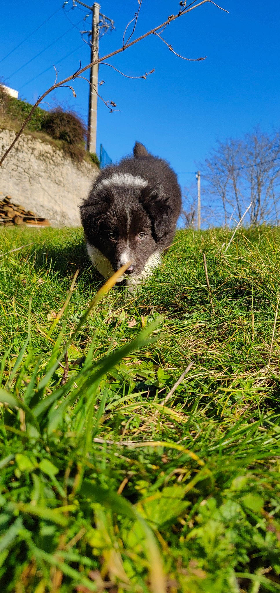 Plume a rejoint le concours — aidez-le/la à gagner de superbes lots ! border_collie, canidae, carnivore, dog, dog_breed, grass, herding_dog, mammal, miniature_australian_shepherd, puppy, vertebrate