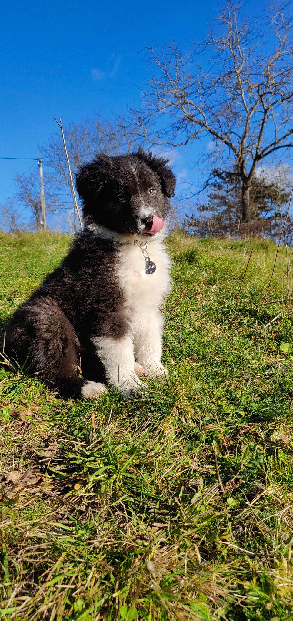 Plume a rejoint le concours — aidez-le/la à gagner de superbes lots ! border_collie, canidae, carnivore, companion_dog, dog, dog_breed, herding_dog, karakachan_dog, mammal, puppy, rare_breed_dog, sporting_group, stabyhoun, tornjak, vertebrate