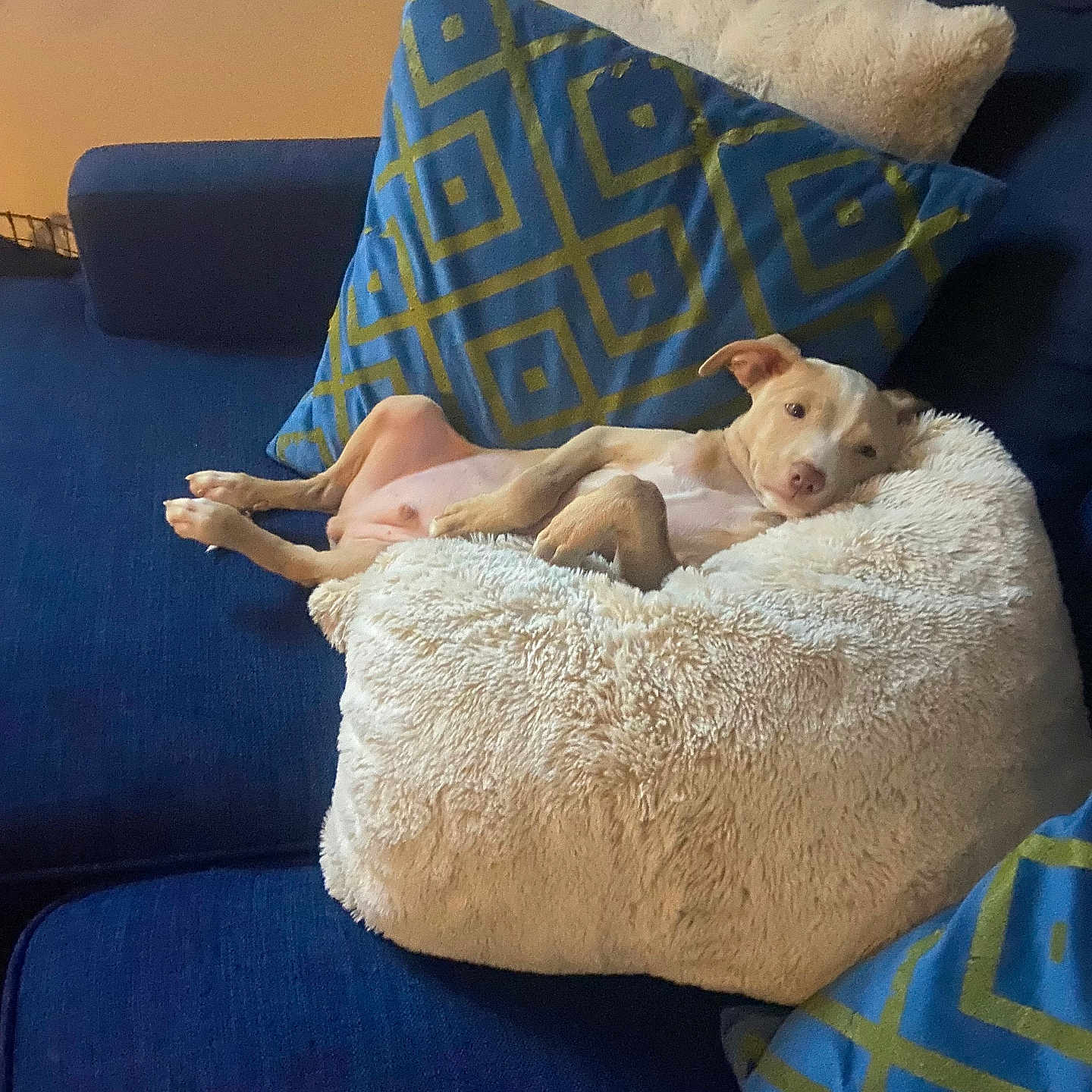 Sir Chico joined the competition — help win amazing prizes! animal, beanbag, canine, dog, dogbed, furniture, pet