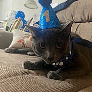 Lovens is registered to the contest to win money with this photo: animal, balloons, birthday, blue_hat, cat, celebration, close_up, couch, curious, decor, ears, feline, gray_cat, indoor, party_hat, pet, polka_dot_collar, resting, sofa, whiskers