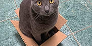 Lovens is registered to the contest to win money with this photo: animal, cardboard_box, cat, cozy, curious, cute, domestic_cat, ears, feline, floor, gray_cat, green_tiles, indoor, looking_up, pet, playful, sitting, small_box, whiskers, yellow_eyes