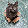 animal, cardboard_box, cat, cozy, curious, cute, domestic_cat, ears, feline, floor, gray_cat, green_tiles, indoor, looking_up, pet, playful, sitting, small_box, whiskers, yellow_eyes
