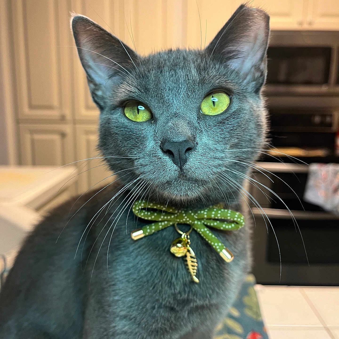 Lovens is registered to the contest to win money with this photo: animal, bow_collar, cabinet, cat, close_up, collar, cute, domestic, domestic_cat, feline, fur, gray_cat, household_pet, indoor, kitchen, pet, portrait, table, whiskers, yellow_eyes