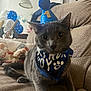 Lovens is registered to the contest to win money with this photo: animal, balloons, bandana, birthday, cat, celebration, closeup, couch, cozy, cute, decorations, domestic_animal, feline, festive, gray_cat, happy, indoor, party_hat, pet, portrait