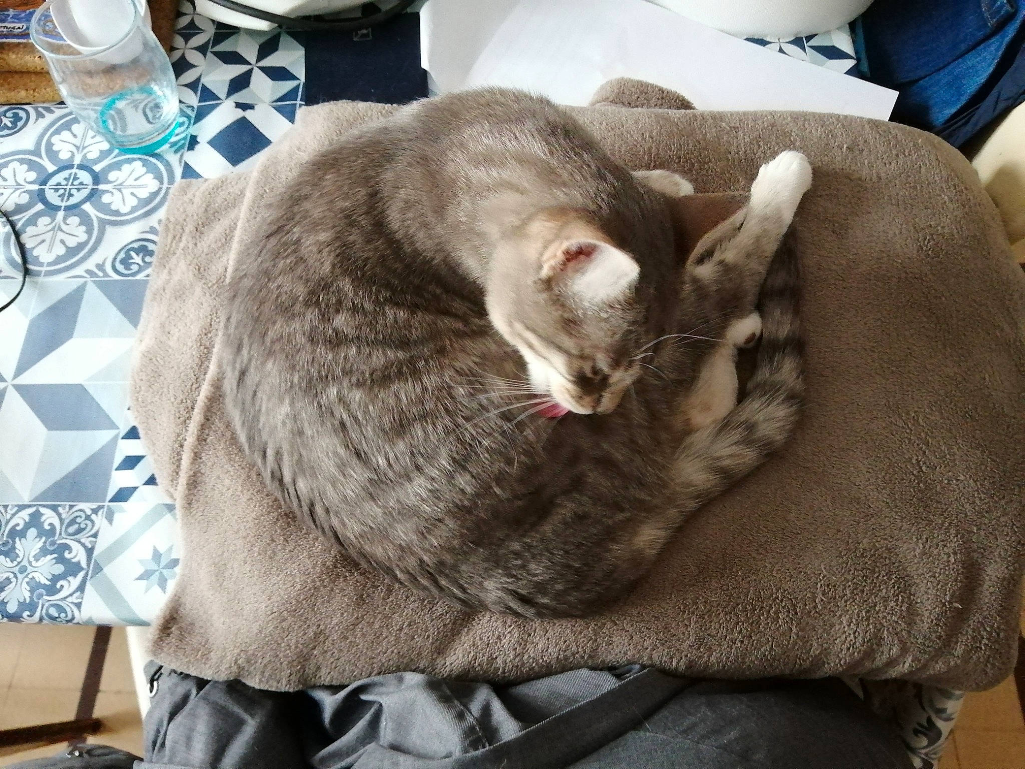 Vanille a rejoint le concours — aidez-le/la à gagner de superbes lots ! carnivore, cat, cat_supply, comfort, domestic_short_haired_cat, drinking_water, fang, felidae, fur, grey, nap, pattern, serveware, small_to_medium_sized_cats, snout, whiskers