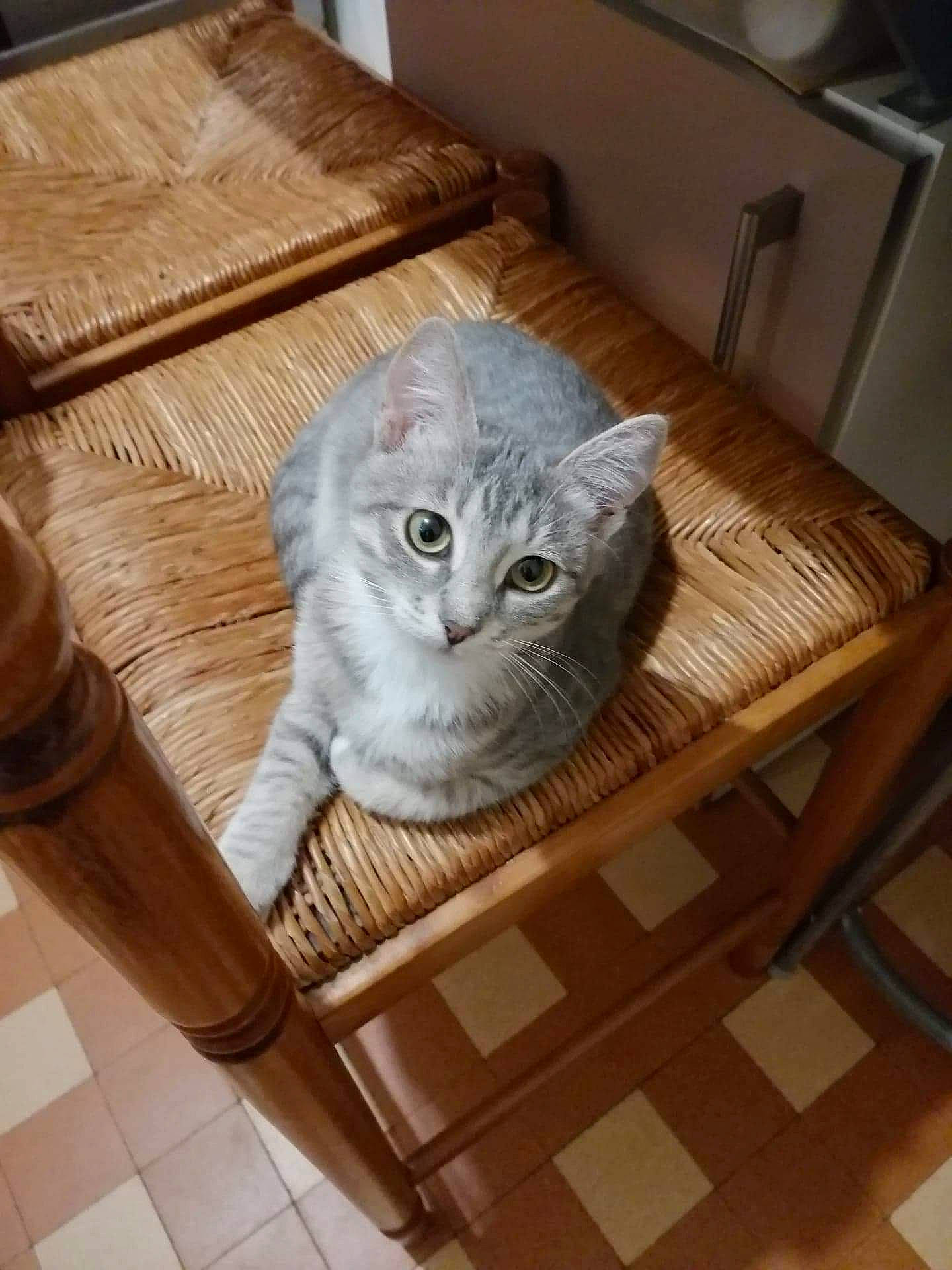 Vanille participe au concours pour gagner de l'argent avec cette photo : carnivore, cat, chair, comfort, fawn, felidae, floor, flooring, furniture, grey, hardwood, laminate_flooring, small_to_medium_sized_cats, snout, table, tail, whiskers, wood, wood_flooring, wood_stain