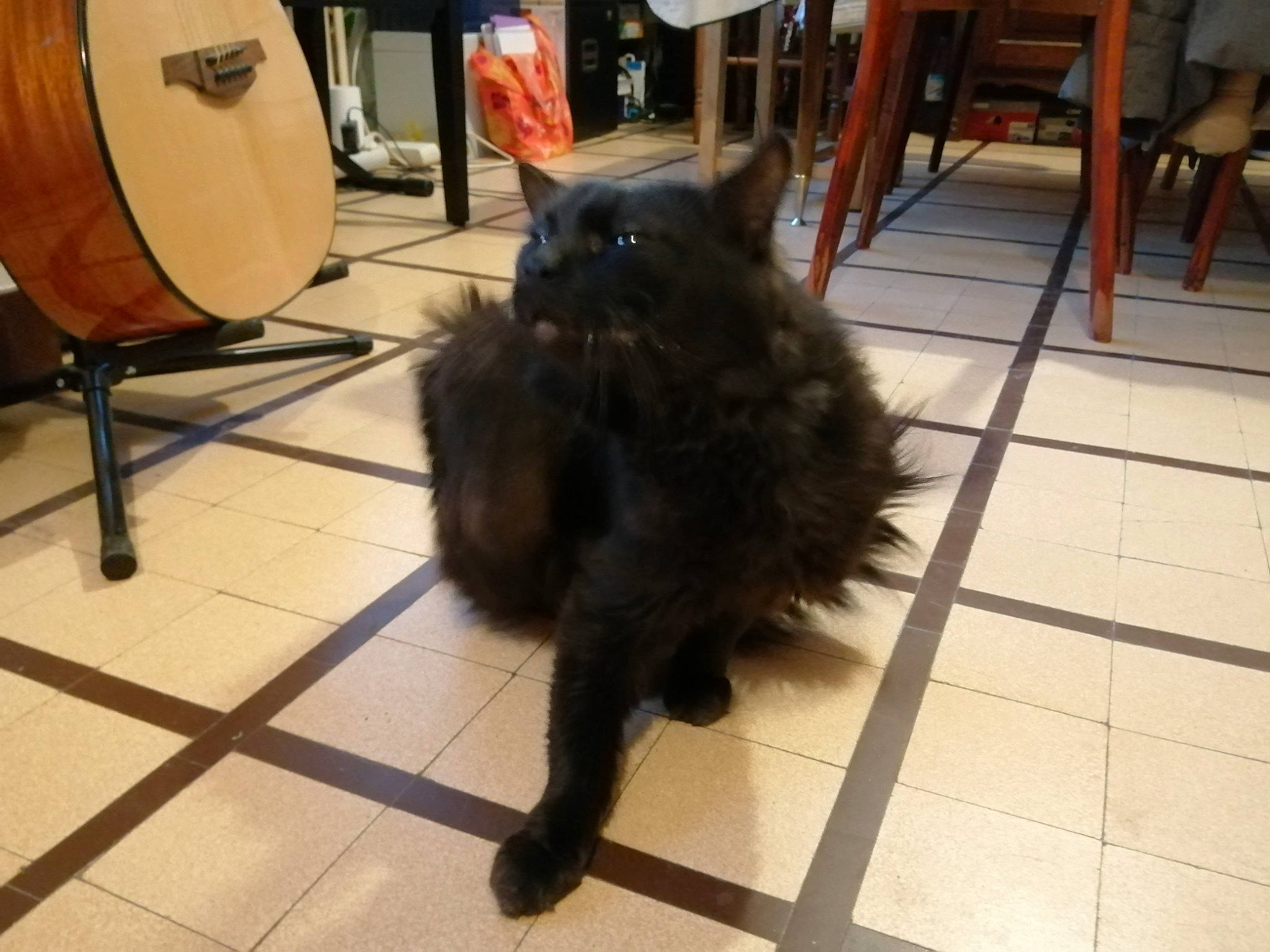 Chocolat participe au concours pour gagner de l'argent avec cette photo : black_cat, carnivore, cat, companion_dog, dog_breed, domestic_short_haired_cat, drum, felidae, floor, flooring, fur, hardwood, membranophone, musical_instrument, small_to_medium_sized_cats, tail, terrestrial_animal, tile_flooring, whiskers, wood