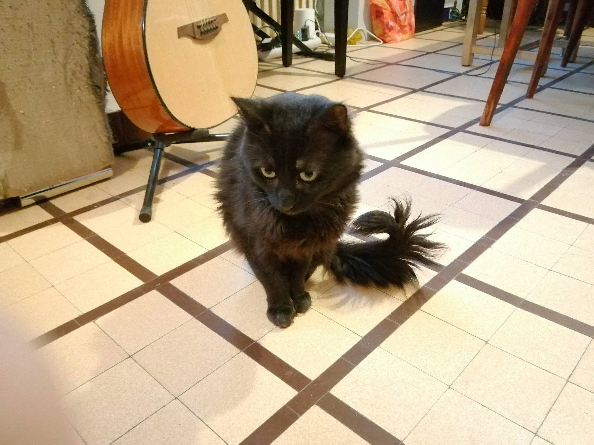 Chocolat participe au concours pour gagner de l'argent avec cette photo : black_cat, bombay, carnivore, cat, claw, domestic_short_haired_cat, felidae, floor, flooring, fur, hardwood, metal, musical_instrument, shadow, small_to_medium_sized_cats, tail, terrestrial_animal, whiskers, wood, wood_stain