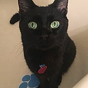 Mia is registered to the contest to win money with this photo: black_cat, green_eyes, cat, pet, collar, tag, paw_print, indoor, curious, feline, animal, cute, looking_up, sitting, whiskers, ears, tail, domestic_cat, fur, close_up