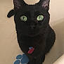 black_cat, green_eyes, cat, pet, collar, tag, paw_print, indoor, curious, feline, animal, cute, looking_up, sitting, whiskers, ears, tail, domestic_cat, fur, close_up