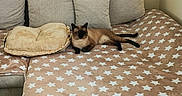 Guizmau participe au concours pour gagner de l'argent avec cette photo : cat, siamese_cat, blanket, couch, cushion, living_room, wooden_floor, wall_art, multi_panel_art, relaxed, pet, indoor, furniture, cozy, star_pattern, beige, comfortable, domestic, animal, resting