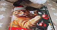 Guizmau a rejoint le concours — aidez-le/la à gagner de superbes lots ! advent_calendar, animal, bed, blanket, brown, cat, christmas, cozy, curious, festive, holiday, holiday_season, indoor, pet, pillow, red, santa_hat, siamese_cat, star_pattern, white