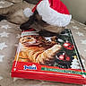 Guizmau a rejoint le concours — aidez-le/la à gagner de superbes lots ! siamese_cat, cat, santa_hat, advent_calendar, bed, blanket, star_pattern, pillow, indoor, holiday, festive, pet, animal, curious, red, white, brown, cozy, holiday_season, christmas