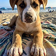Larry is registered to the contest to win money with this photo: puppy, dog, beach, sand, towel, ocean, sunlight, outdoor, animal, cute, closeup, front_paws, nose, ears, summer, vacation, relaxing, blue_sky, umbrella, daytime