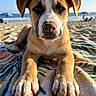 puppy, dog, beach, sand, towel, ocean, sunlight, outdoor, animal, cute, closeup, front_paws, nose, ears, summer, vacation, relaxing, blue_sky, umbrella, daytime