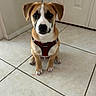 Larry is registered to the contest to win money with this photo: puppy, dog, red_harness, tile_floor, indoor, pet, cute, sitting, brown_and_white, ears, young_dog, animal, domestic_animal, looking_at_camera, adorable, small_dog, floor_tiles, four_legs, companion, alert