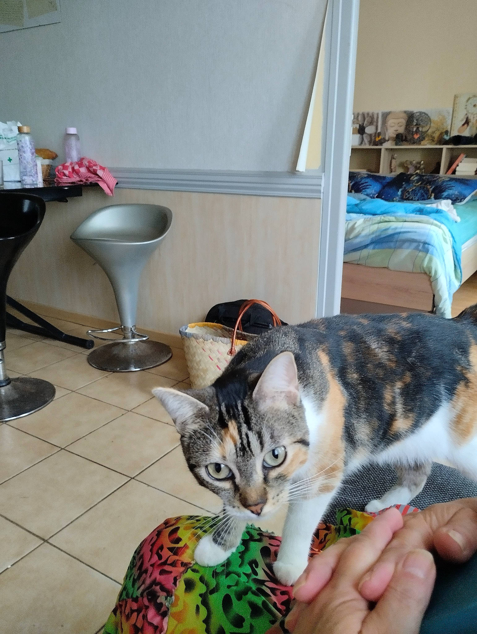 Socquette a rejoint le concours — aidez-le/la à gagner de superbes lots ! carnivore, cat, comfort, curtain, domestic_short_haired_cat, felidae, floor, flooring, fur, grass, hardwood, linens, room, small_to_medium_sized_cats, tail, textile, whiskers, wood