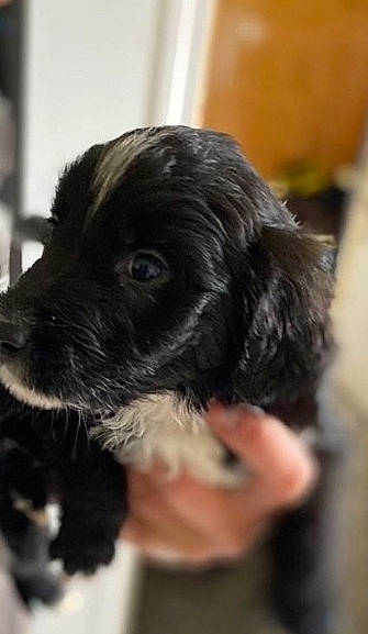 Touffu participe au concours pour gagner de l'argent avec cette photo : canidae, carnivore, companion_dog, dog, dog_breed, fur, liver, maltepoo, non_sporting_group, puppy, snout, sporting_group, terrestrial_animal, terrier, toy_dog, water_dog, whiskers, working_animal