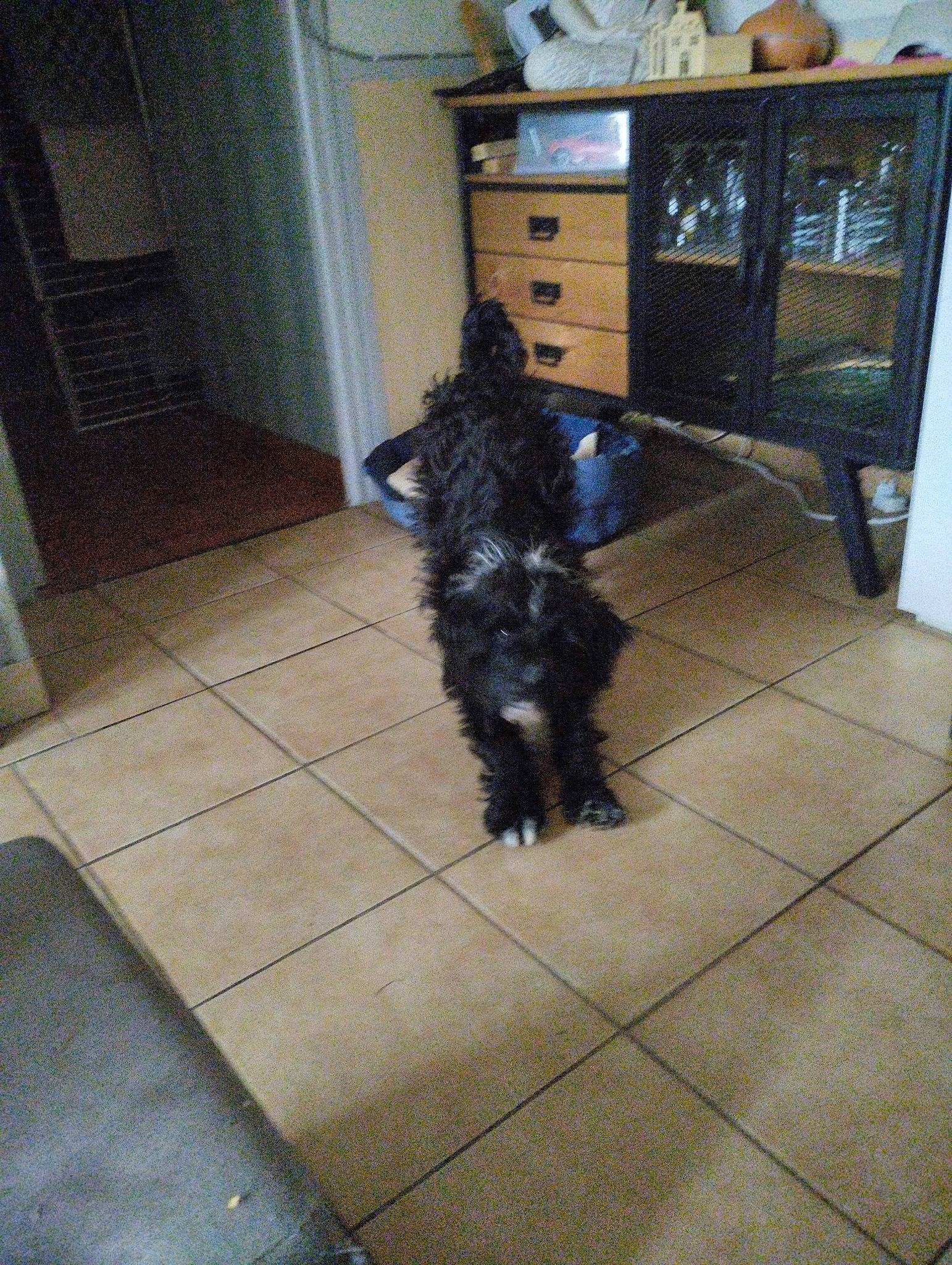 Touffu participe au concours pour gagner de l'argent avec cette photo : cabinetry, carnivore, chest, chest_of_drawers, china_cabinet, companion_dog, dog, dog_breed, door, drawer, dresser, floor, flooring, fur, hardwood, laminate_flooring, shelf, tail, wood, wood_stain