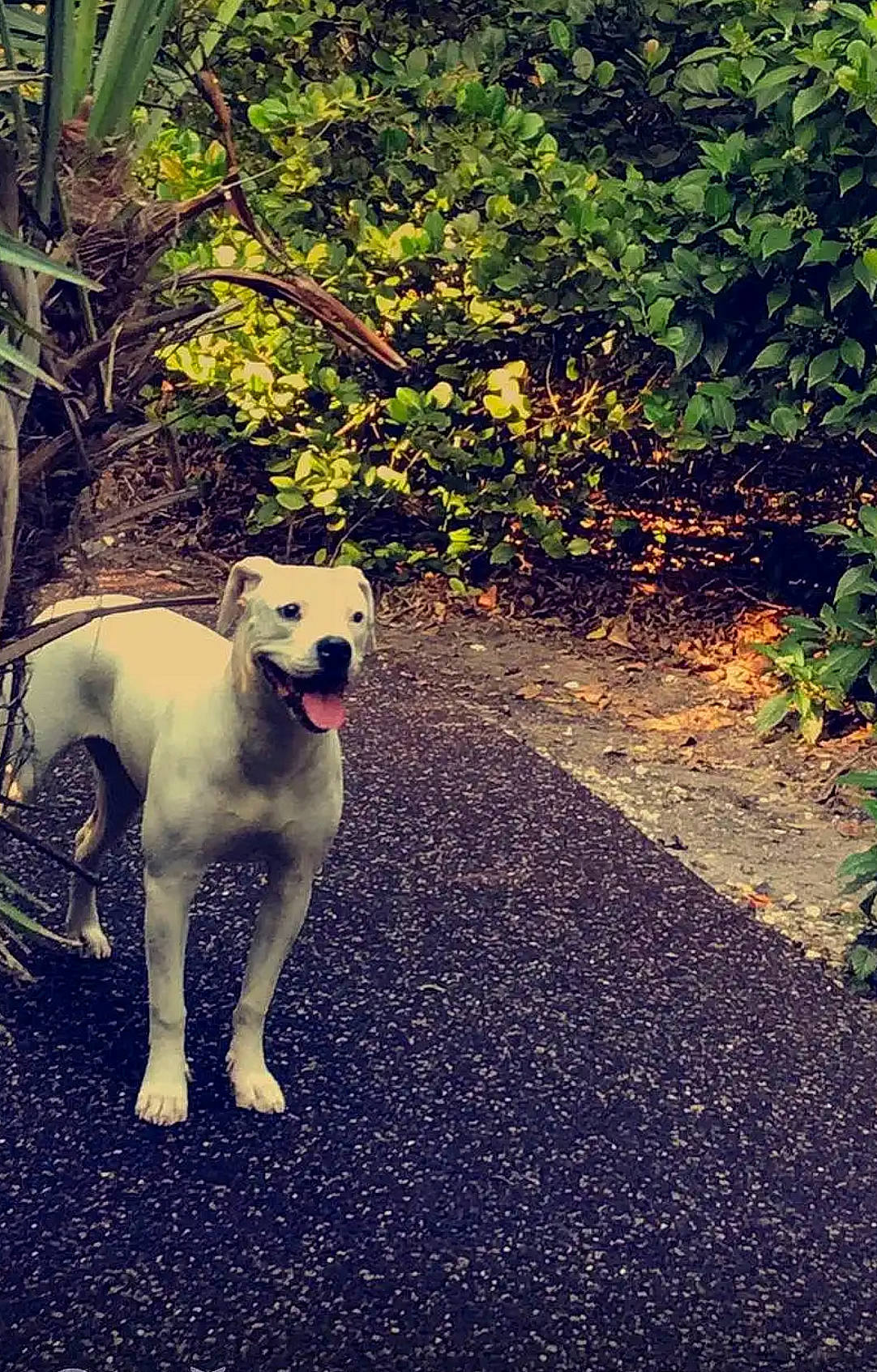 Dana is registered to the contest to win money with this photo: asphalt, carnivore, collar, companion_dog, dog, dog_breed, dog_collar, fawn, grass, landscape, pet_supply, plant, road_surface, snout, soil, sunlight, tail, tints_and_shades, tree, working_animal