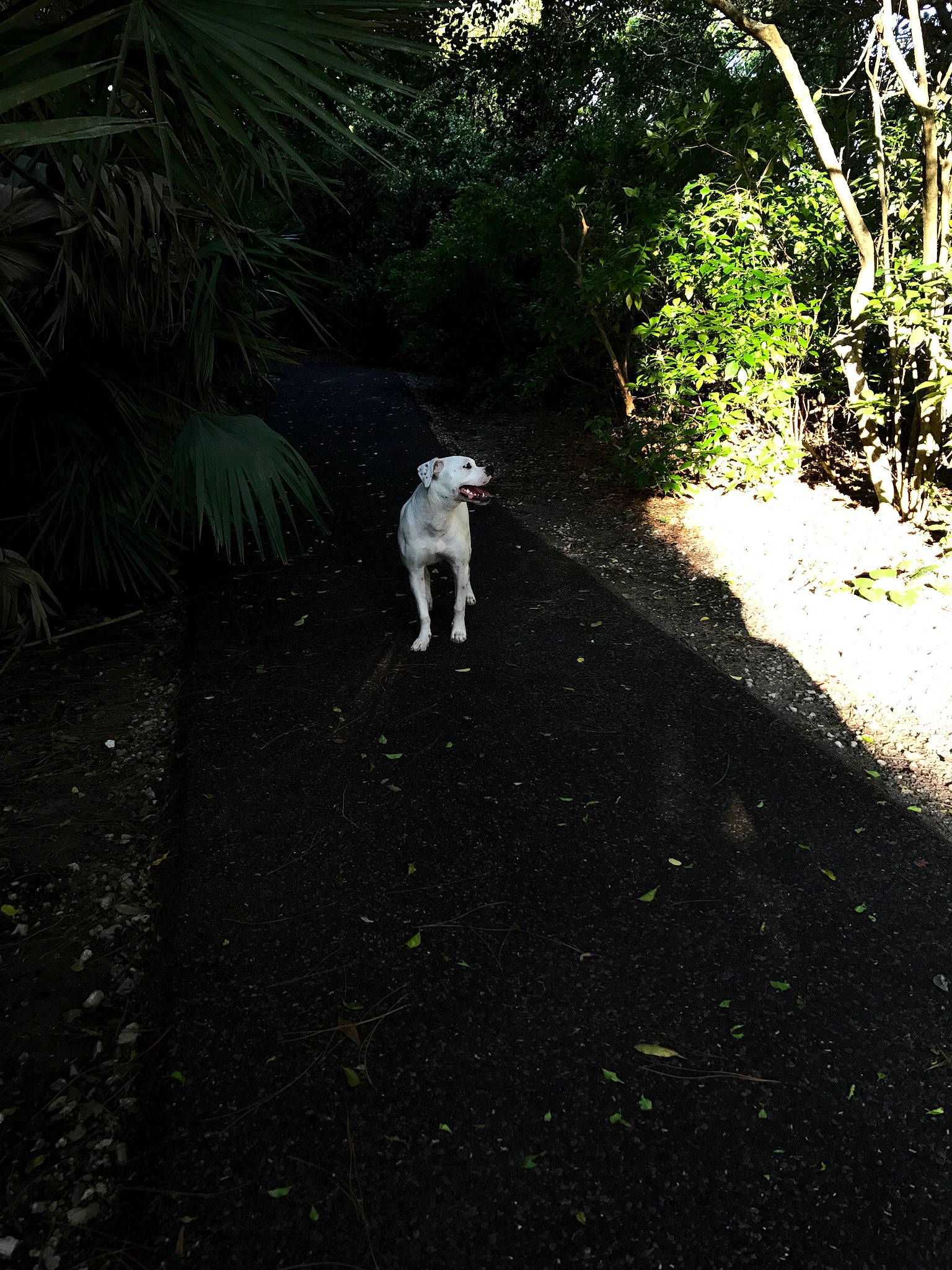 Dana joined the competition — help win amazing prizes! asphalt, carnivore, companion_dog, darkness, dog, dog_breed, fawn, grass, landscape, plant, road, road_surface, shrub, sidewalk, soil, tail, tints_and_shades, tree, vegetation, working_animal