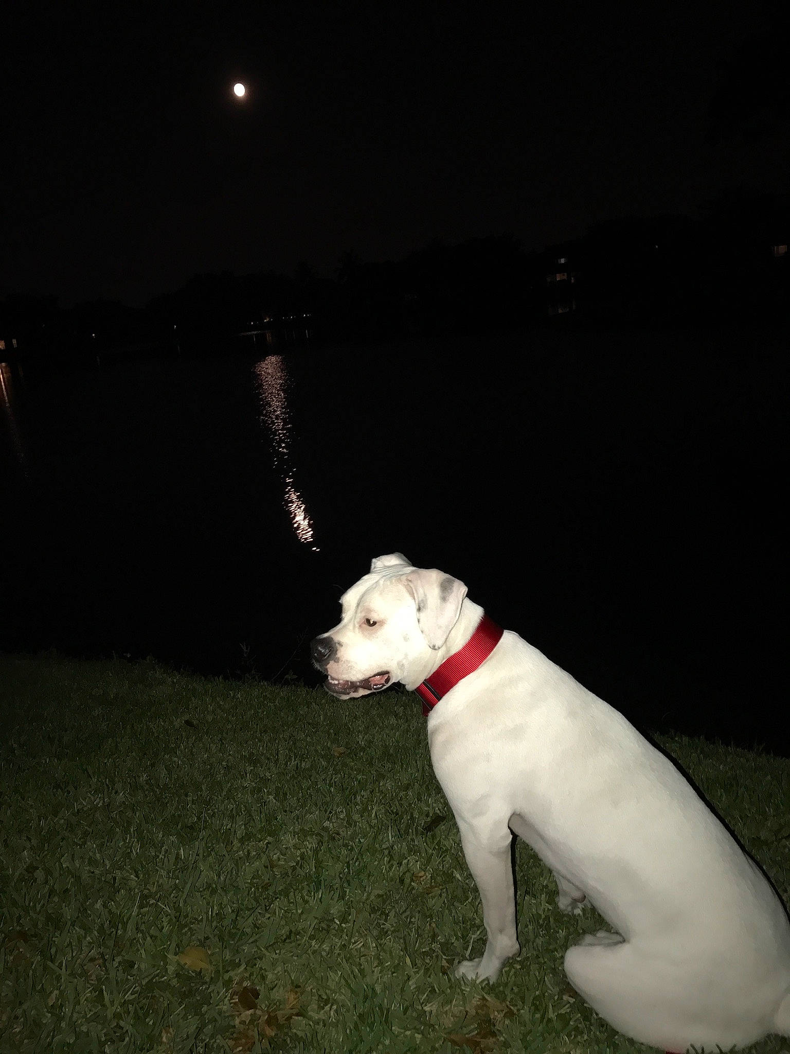 Dana is registered to the contest to win money with this photo: astronomical_object, carnivore, collar, companion_dog, darkness, dog, dog_breed, dog_collar, flash_photography, grass, midnight, moon, night, non_sporting_group, pet_supply, sky, tail, water, working_animal