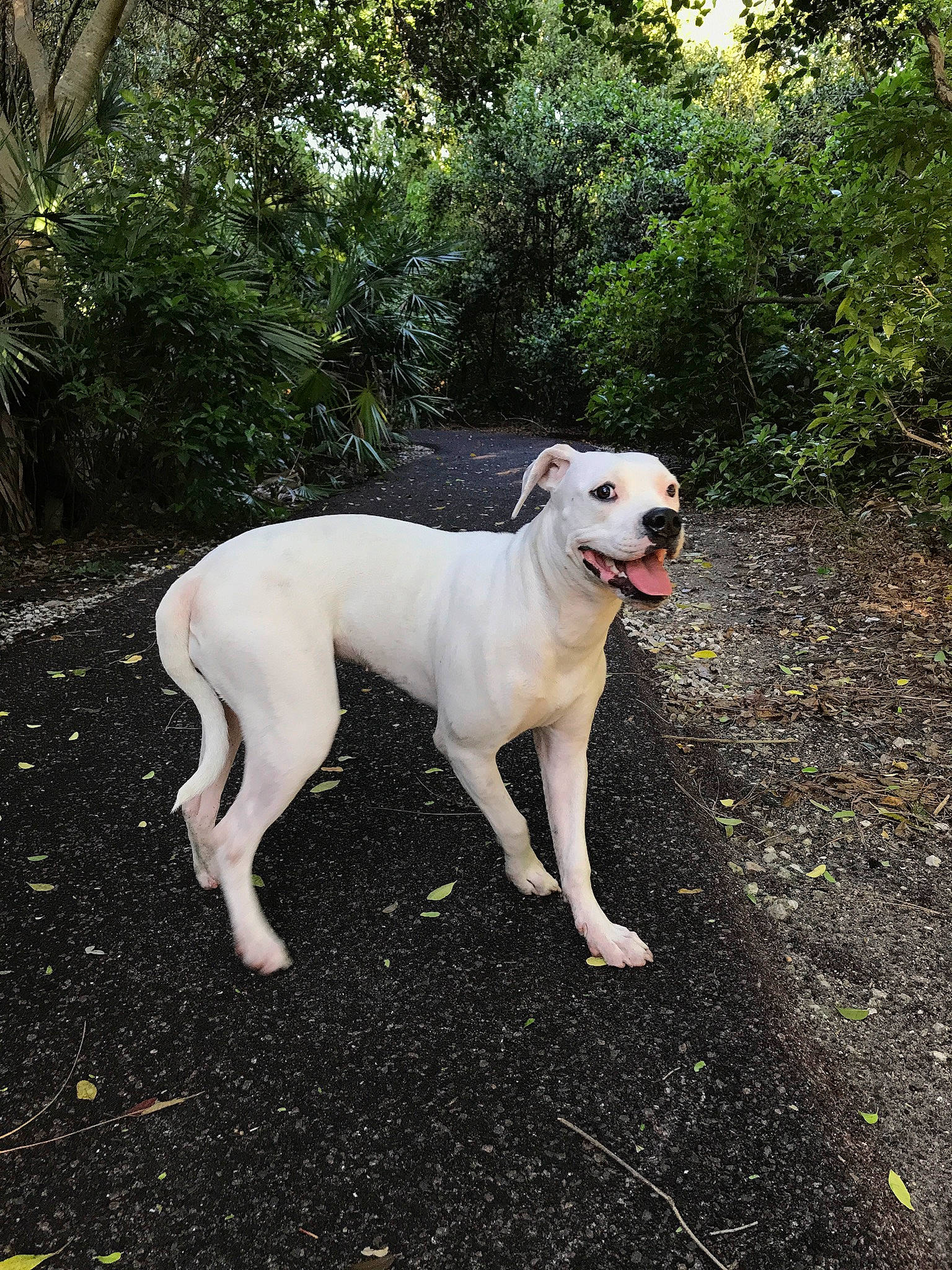 Dana is registered to the contest to win money with this photo: carnivore, collar, companion_dog, dog, dog_breed, dog_collar, dog_supply, fawn, grass, gun_dog, labrador_retriever, plant, retriever, soil, sporting_group, tail, tree, wood, working_animal, working_dog