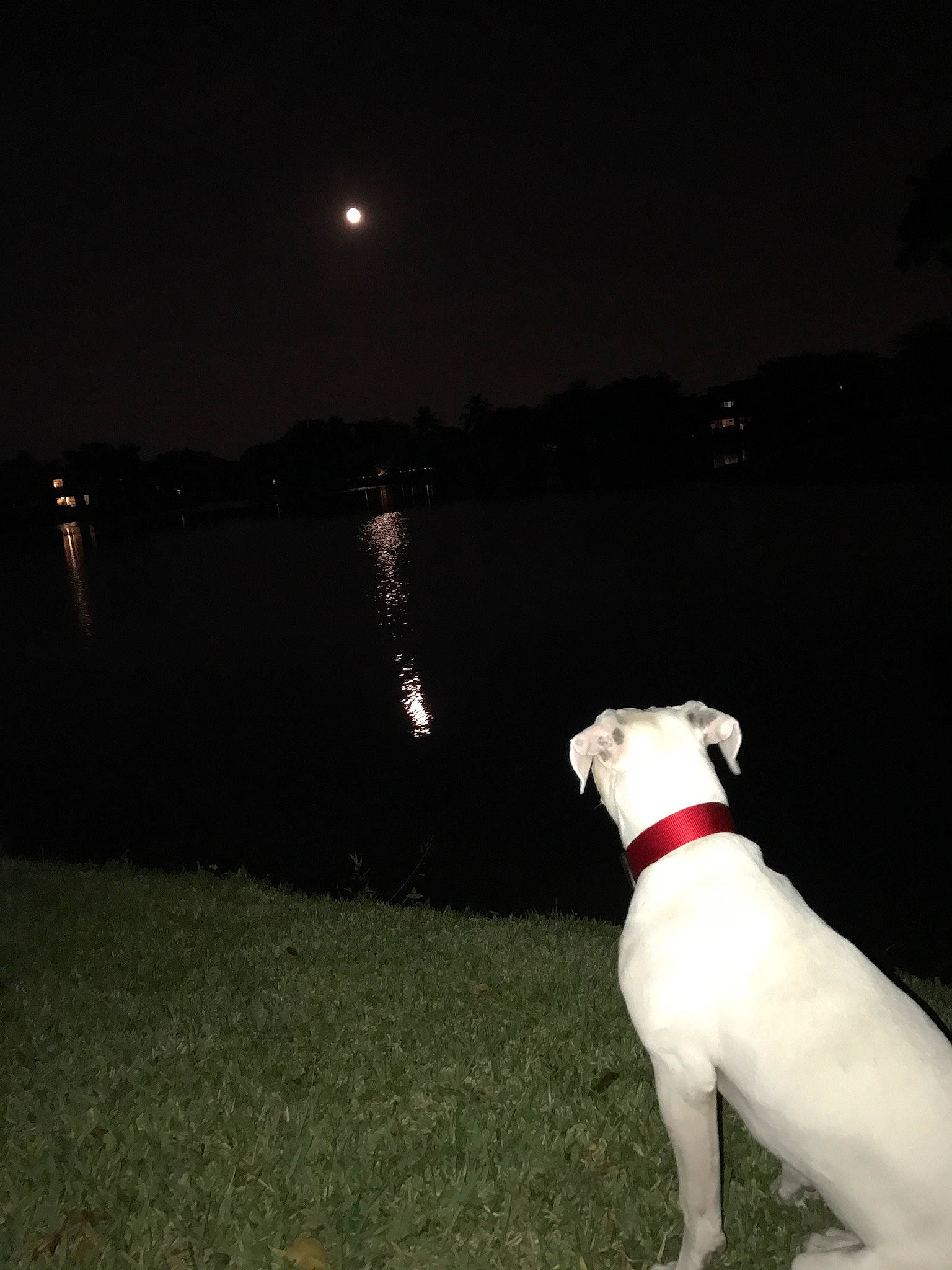 Dana is registered to the contest to win money with this photo: astronomical_object, carnivore, collar, companion_dog, darkness, dog, dog_breed, dog_collar, event, fawn, flash_photography, full_moon, lake, midnight, moon, plant, sky, sporting_group, tail, water