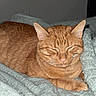 Goobert is registered to the contest to win money with this photo: cat, ginger_cat, sleeping, cozy, blanket, fur, pet, domestic_cat, whiskers, relaxed, indoor, cute, animal, mammal, resting, close_up, soft_texture, nap, feline, ears