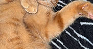 Goobert joined the competition — help win amazing prizes! cat, orange_tabby, feline, pet, lying_down, relaxed, whiskers, paw, fur, cute, domestic_animal, striped_blanket, black_and_white, cozy, indoor, resting, close_up, animal, mammal, sleepy