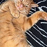 cat, orange_tabby, feline, pet, lying_down, relaxed, whiskers, paw, fur, cute, domestic_animal, striped_blanket, black_and_white, cozy, indoor, resting, close_up, animal, mammal, sleepy