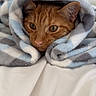 cat, ginger_cat, blanket, cozy, wrapped, bed, soft, fur, ears, whiskers, pet, cute, indoor, resting, comfort, animal, sleepy, closeup, face, relaxed