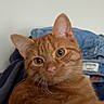 Goobert is registered to the contest to win money with this photo: cat, ginger_cat, pet, animal, feline, whiskers, ears, eyes, fur, indoors, clothing, fabric, casual, cozy, portrait, looking_back, close_up, domestic, cute, relaxed