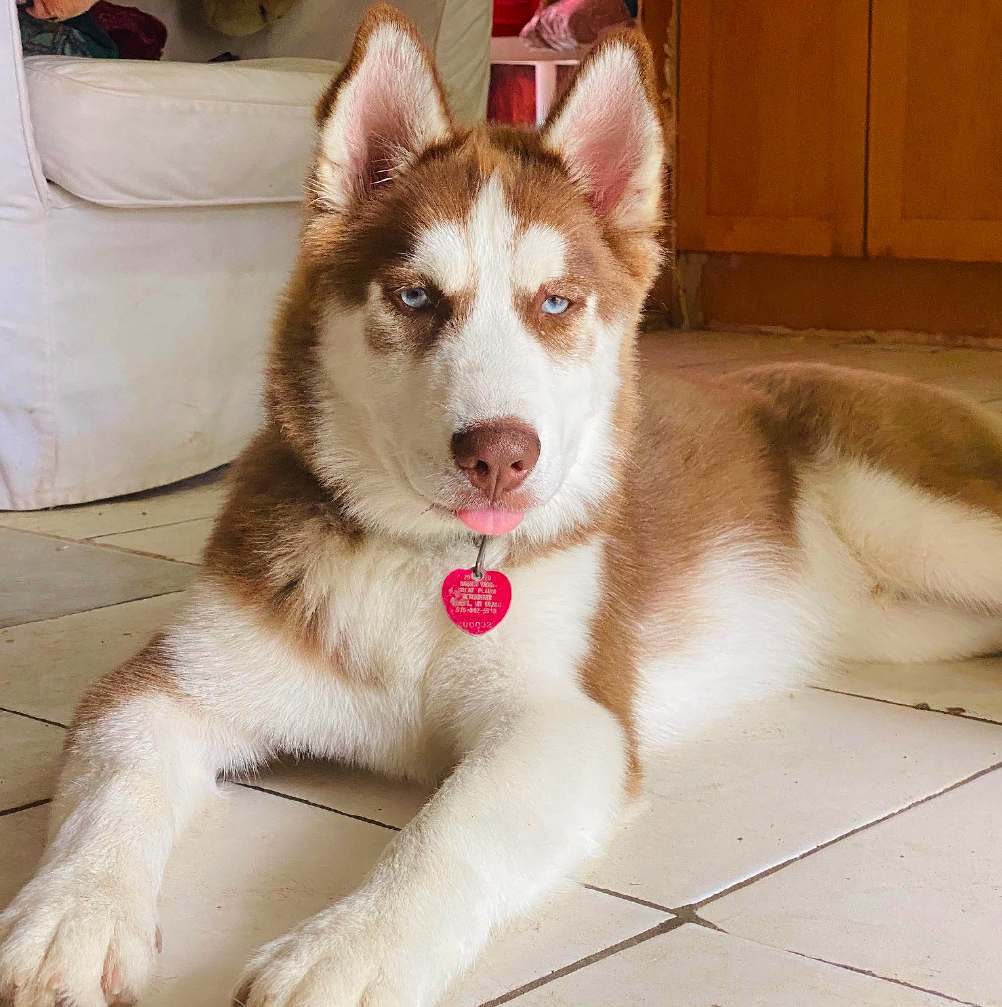 Broly joined the competition — help win amazing prizes! alaskan_malamute, canadian_eskimo_dog, canidae, carnivore, dog, dog_breed, east_siberian_laika, labrador_husky, mammal, native_american_indian_dog, northern_inuit_dog, saarloos_wolfdog, sakhalin_husky, seppala_siberian_sleddog, siberian_husky, sled_dog, tamaskan_dog, utonagan, vertebrate, wolfdog