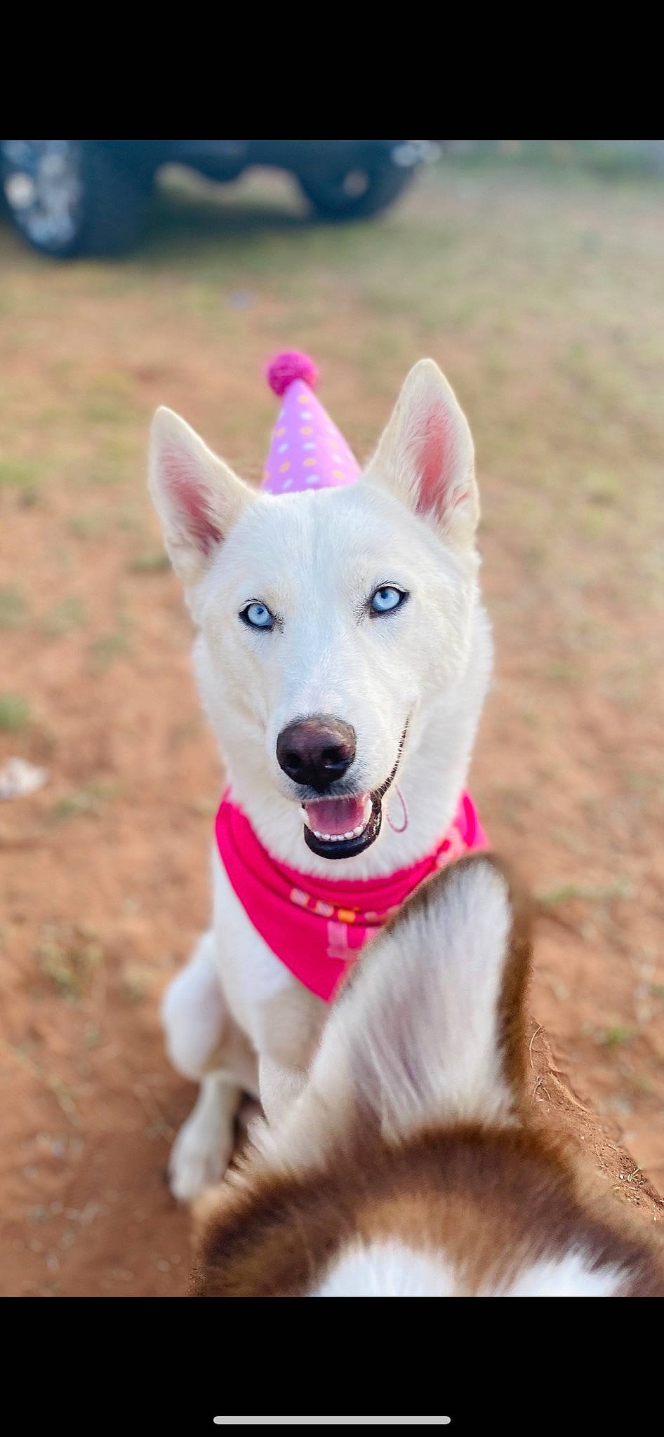 Khaleesi is registered to the contest to win money with this photo: ancient_dog_breeds, berger_blanc_suisse, canaan_dog, canidae, carnivore, carolina_dog, dog, dog_breed, korean_jindo_dog, labrador_husky, mammal, non_sporting_group, norwegian_buhund, pungsan_dog, rare_breed_dog, sakhalin_husky, siberian_husky, tamaskan_dog, vertebrate, white_shepherd