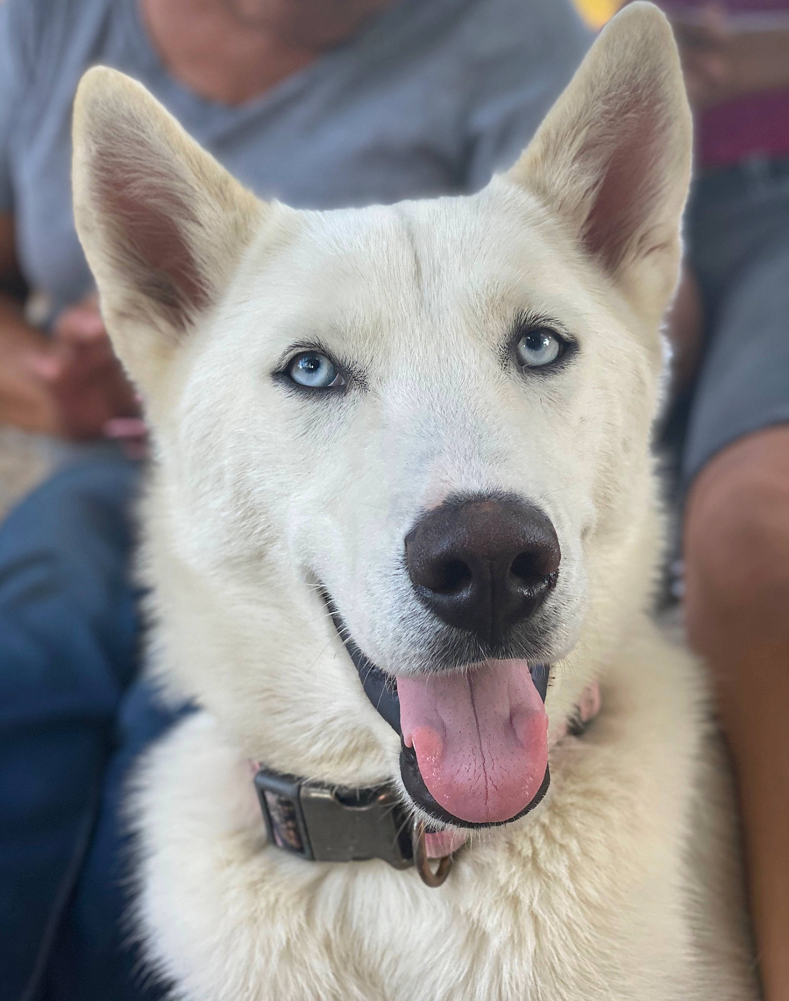 Khaleesi joined the competition — help win amazing prizes! ancient_dog_breeds, berger_blanc_suisse, canaan_dog, canidae, carnivore, dog, dog_breed, fawn, kintamani, korean_jindo_dog, kunming_wolfdog, labrador_husky, mammal, norwegian_buhund, pungsan_dog, rare_breed_dog, seppala_siberian_sleddog, siberian_husky, vertebrate, white_shepherd