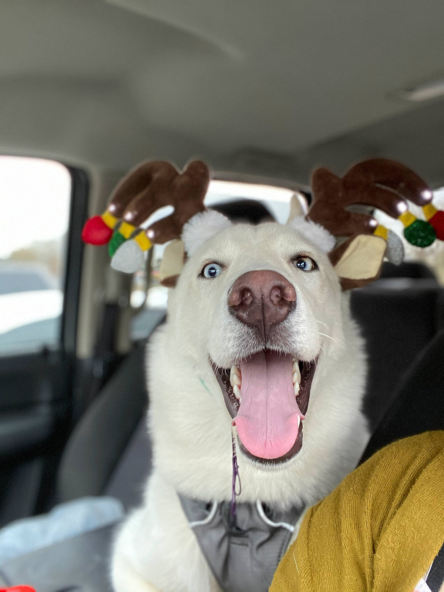 Khaleesi is registered to the contest to win money with this photo: canidae, carnivore, dog, dog_breed, ear, fawn, mammal, non_sporting_group, nose, rare_breed_dog, snout, sporting_group