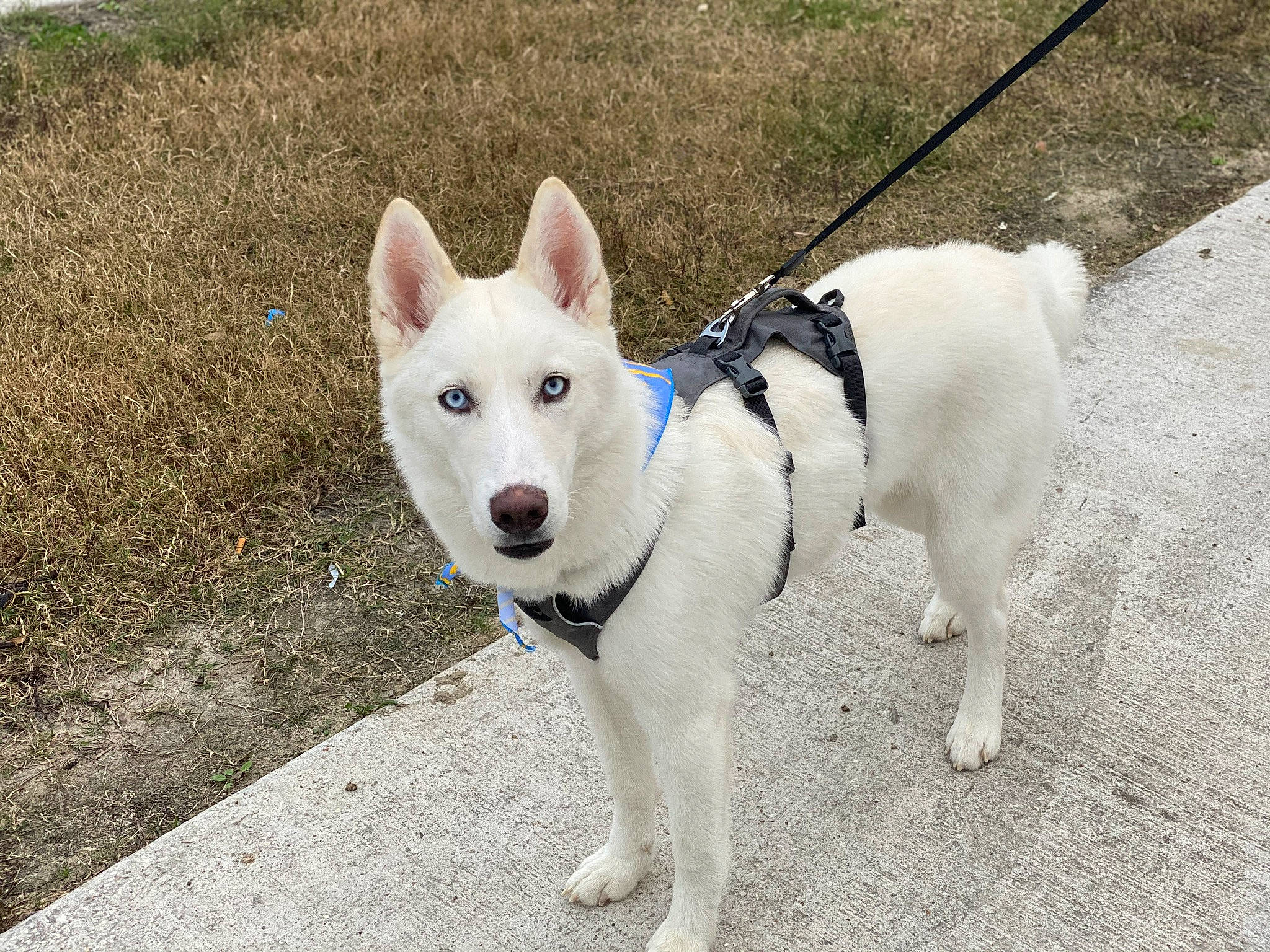 Khaleesi is registered to the contest to win money with this photo: berger_blanc_suisse, canaan_dog, canidae, carnivore, dog, dog_breed, east_siberian_laika, greenland_dog, korean_jindo_dog, labrador_husky, mammal, northern_inuit_dog, pungsan_dog, rare_breed_dog, seppala_siberian_sleddog, siberian_husky, sled_dog, vertebrate, white_shepherd, working_dog
