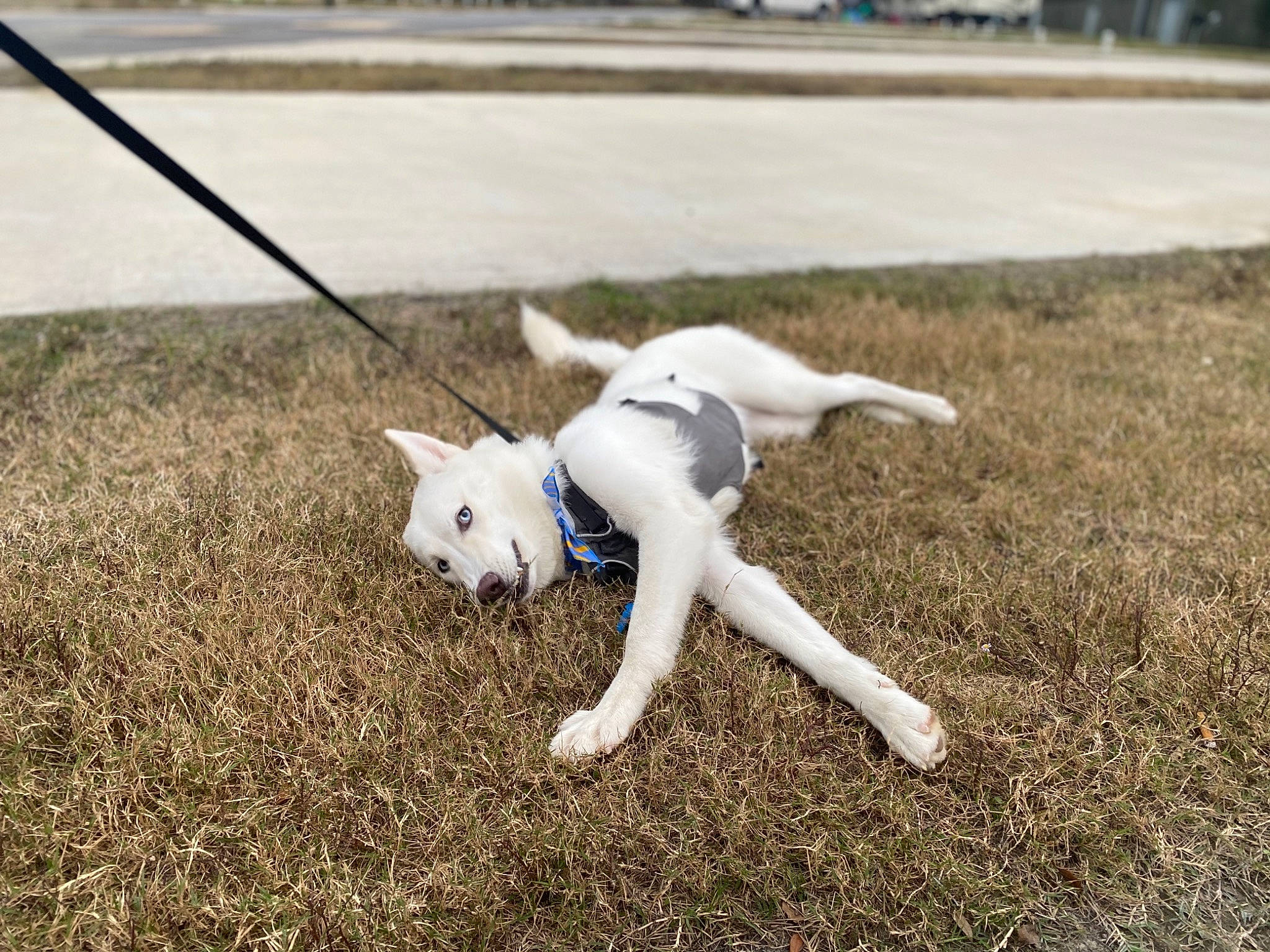Khaleesi is registered to the contest to win money with this photo: berger_blanc_suisse, canidae, carnivore, companion_dog, dog, dog_breed, grass, kishu, korean_jindo_dog, non_sporting_group, play, puppy, sporting_group, tail, white_shepherd