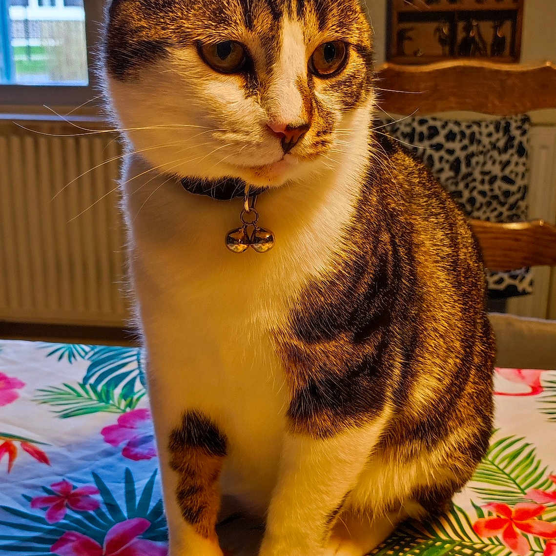 Samba