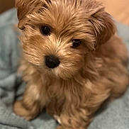 Romy participe au concours pour gagner de l'argent avec cette photo : adorable, animal, blanket, brown, canine, companion, cozy, cute, dog, fluffy, friendly, fur, indoors, pet, portrait, puppy, sitting, small, soft, young