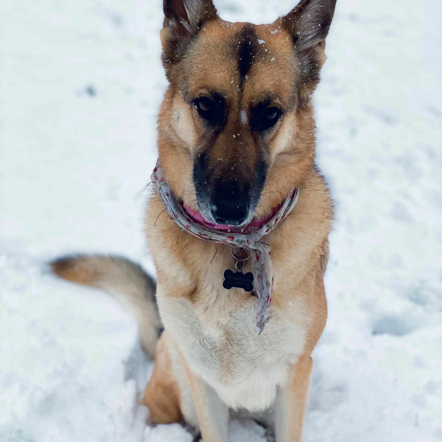 Nova joined the competition — help win amazing prizes! animal, canine, dog, germanshepherd, nature, outdoors, pet, policedog, puppy, snout, snow