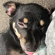 Willow joined the competition — help win amazing prizes! black_and_tan, blanket, canine, close_up, couch, cozy, cute, dog, floppy_ears, fur, indoors, pet, photography, portrait, puppy, relaxed, resting, sleeping, sleepy, tongue