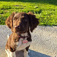 Stella a rejoint le concours — aidez-le/la à gagner de superbes lots ! puppy, dog, brown, white, grass, outdoor, sunlight, concrete, collar, pet, cute, animal, young, sitting, playful, nature, ears, eyes, shadow, tag