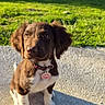 puppy, dog, brown, white, grass, outdoor, sunlight, concrete, collar, pet, cute, animal, young, sitting, playful, nature, ears, eyes, shadow, tag